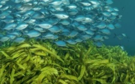 Recent wins dive group Dive Tutukaka