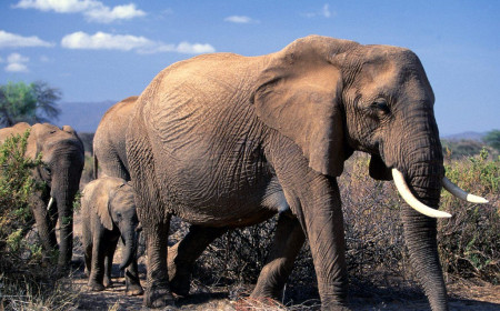 African elephants