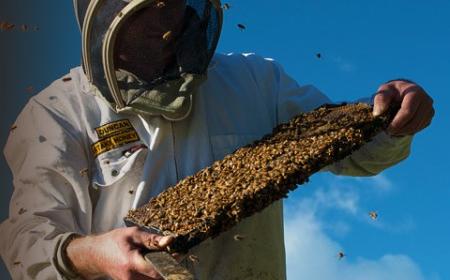 Arataki Honey WeChat Pay