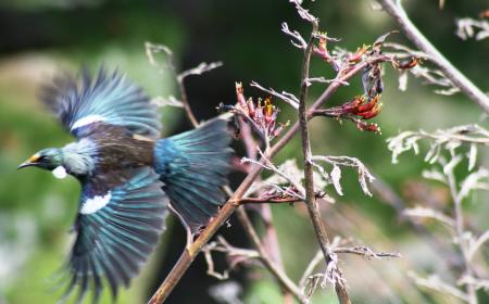 Tui in flight Wellington Botanic Gardens by Susanne Knibbeler Interislander2