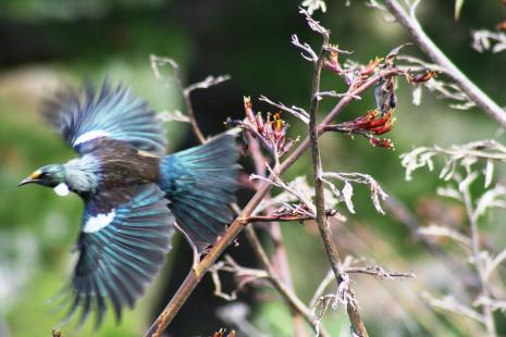 Tui in flight Wellington Botanic Gardens by Susanne Knibbeler Interislander2